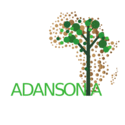 Adansonia